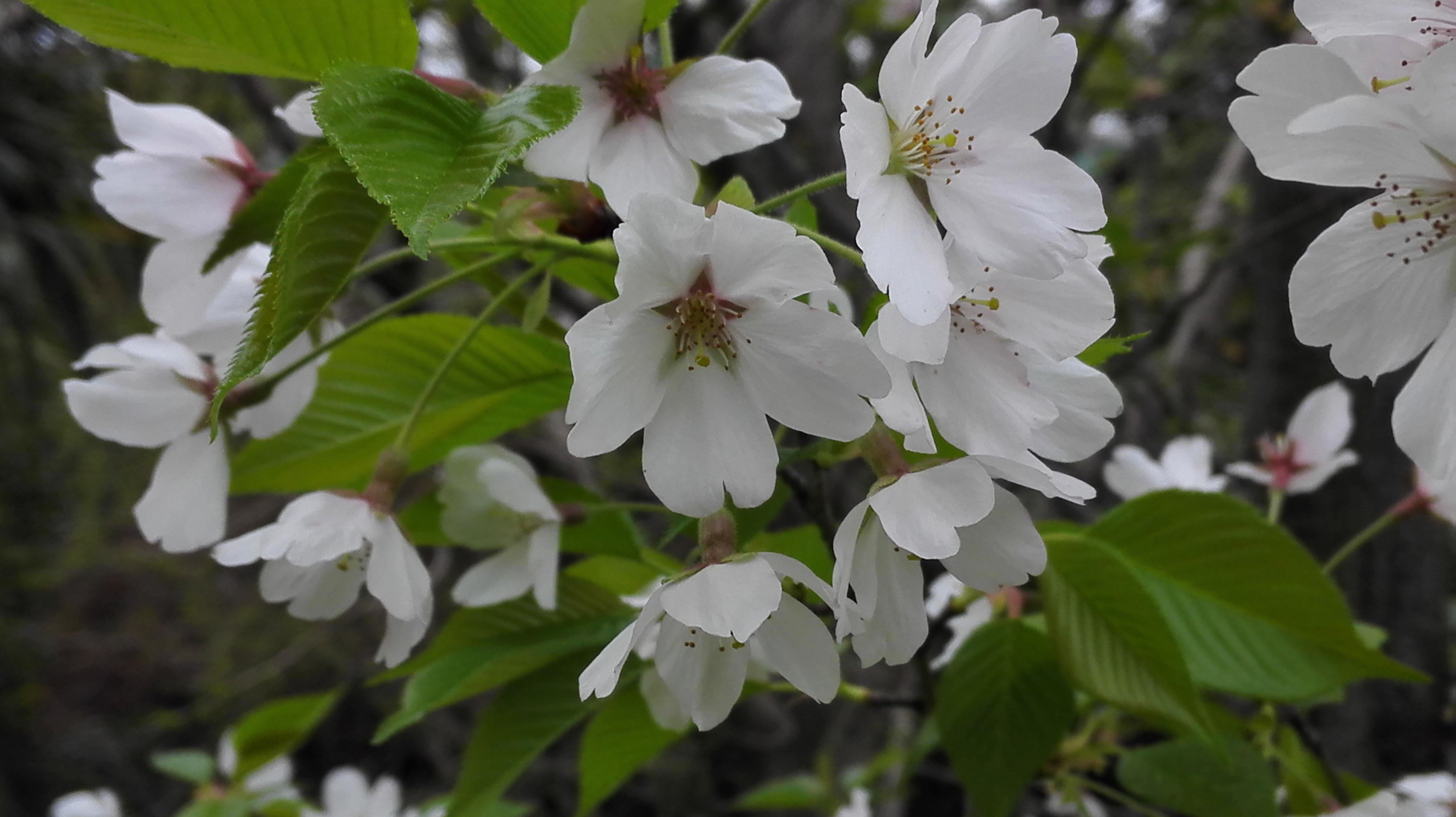 Clavis Sinica<br/>the Key for China.